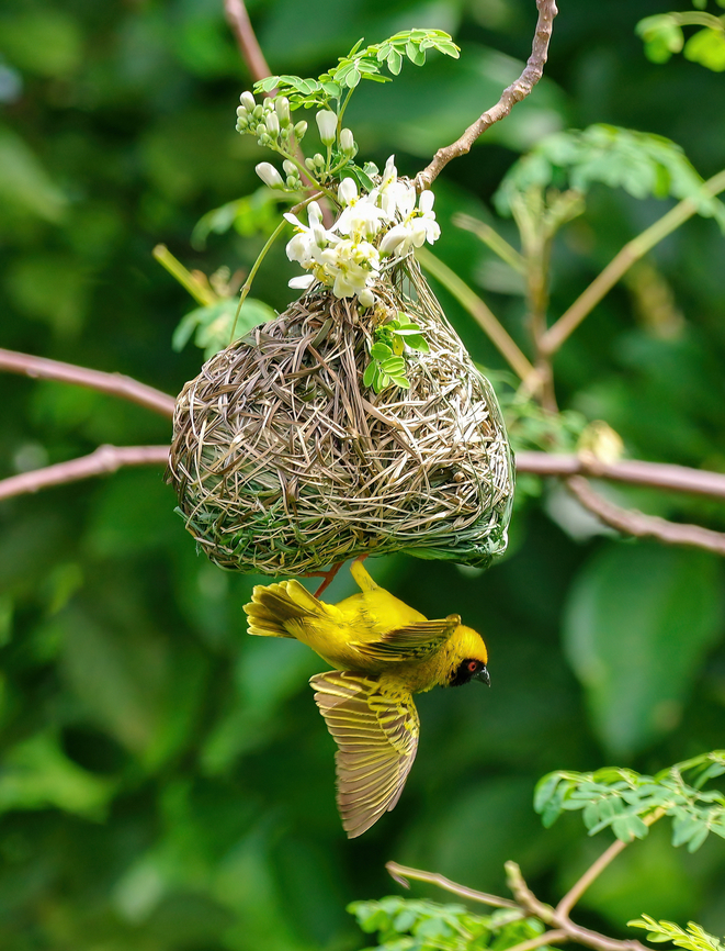 Southern masked weaver (Ploceus velatus) Mucumbli, S&atilde;o Tom&eacute;. Dec 30, 2017 Geotagged,Ploceus velatus,Southern masked weaver,S&atilde;o Tom&eacute; and Pr&iacute;ncipe,Winter