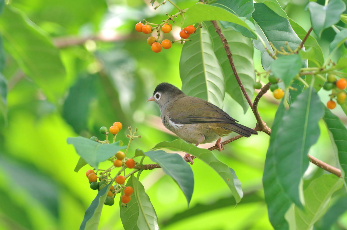 Black-capped speirops (Zosterops lugubris) Mucumbli, S&atilde;o Tom&eacute;. Dec 30, 2017 Black-capped speirops,Geotagged,São Tomé and Príncipe,Winter,Zosterops lugubris
