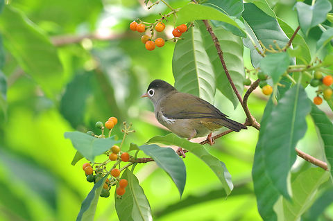 Black-capped speirops