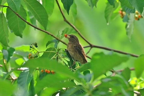 Príncipe seedeater (Crithagra rufobrunnea) Mucumbli, São Tomé. Dec 30, 2017 Crithagra rufobrunnea,Geotagged,Príncipe seedeater,São Tomé and Príncipe,Winter