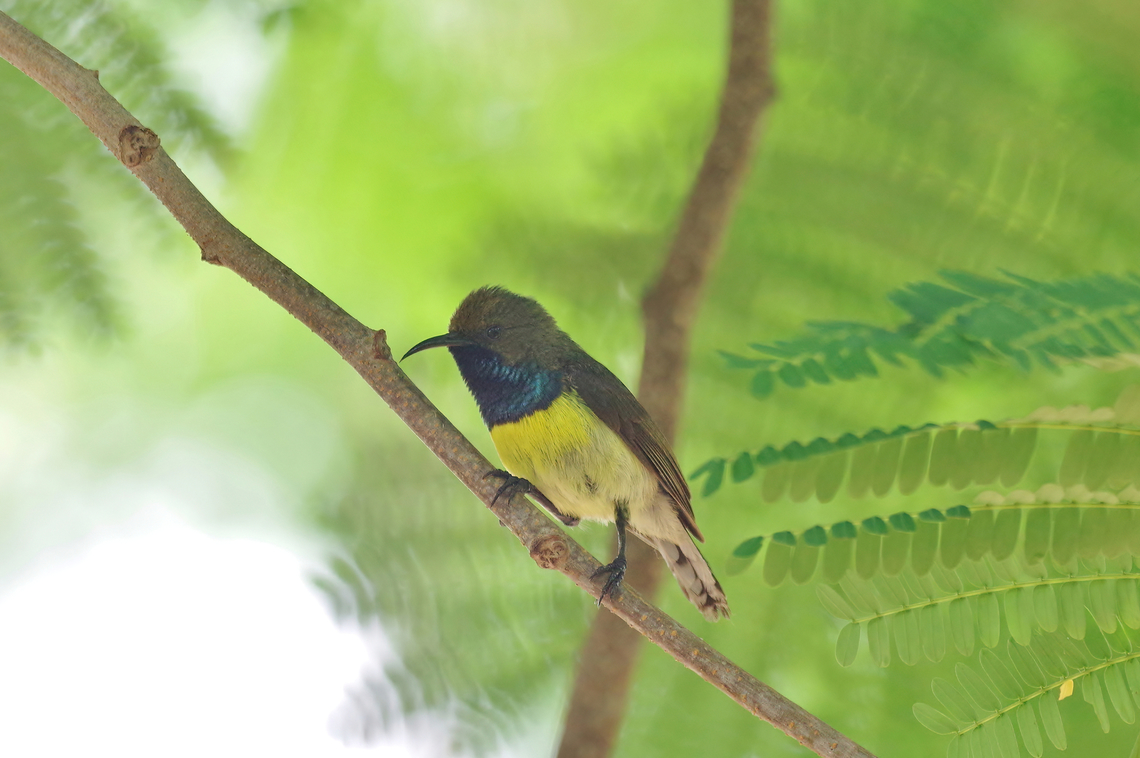 Newton's sunbird (Anabathmis newtonii) Mucumbli, S&atilde;o Tom&eacute;. Dec 30, 2017 Anabathmis newtonii,Geotagged,Newton's sunbird,S&atilde;o Tom&eacute; and Pr&iacute;ncipe,Winter