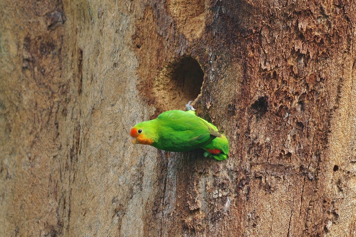 Red-headed lovebird (Agapornis pullarius) Mucumbli, S&atilde;o Tom&eacute;. Dec 30, 2017 Agapornis pullarius,Geotagged,Red-headed lovebird,S&atilde;o Tom&eacute; and Pr&iacute;ncipe,Winter