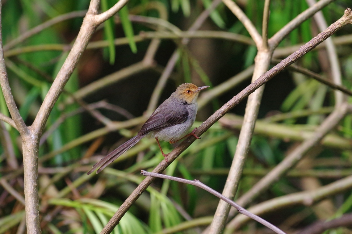 São Tomé prinia (Prinia molleri) Mucumbli, S&atilde;o Tom&eacute;. Dec 30, 2017 Geotagged,Prinia molleri,São Tomé and Príncipe,São Tomé prinia,Winter