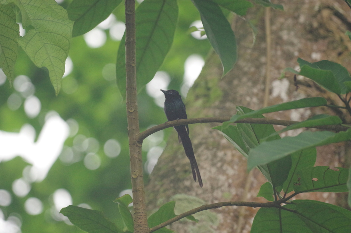 São Tomé paradise flycatcher (Terpsiphone atrochalybeia) Quinta da Buala, S&atilde;o Tom&eacute;. Jan 1, 2018 Geotagged,São Tomé and Príncipe,São Tomé paradise flycatcher,Terpsiphone atrochalybeia,Winter