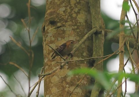 São Tomé weaver (Ploceus sanctithomae) Quinta da Buala, São Tomé. Jan 1, 2018 Geotagged,Ploceus sanctithomae,São Tomé and Príncipe,São Tomé weaver,Winter