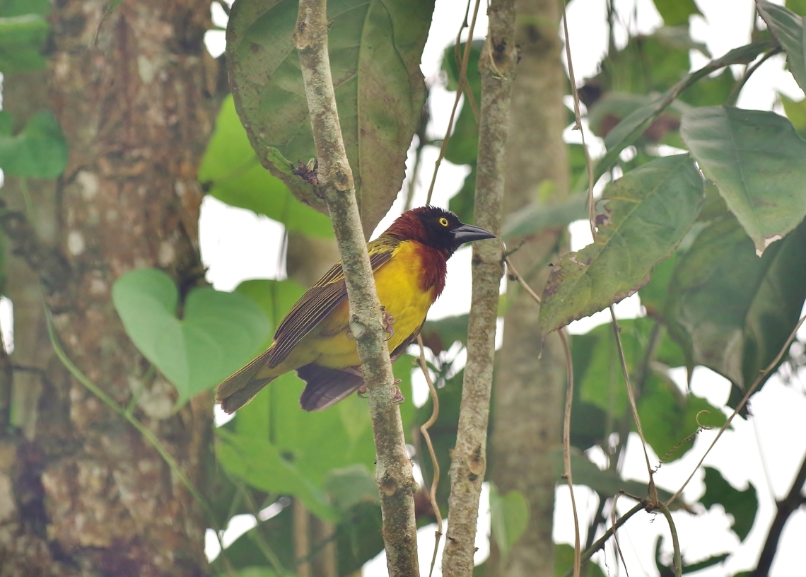 Giant weaver (Ploceus grandis) Lagoa Amelia, S&atilde;o Tom&eacute;. Jan 1, 2018 Geotagged,Giant weaver,Ploceus grandis,São Tomé and Príncipe,Winter