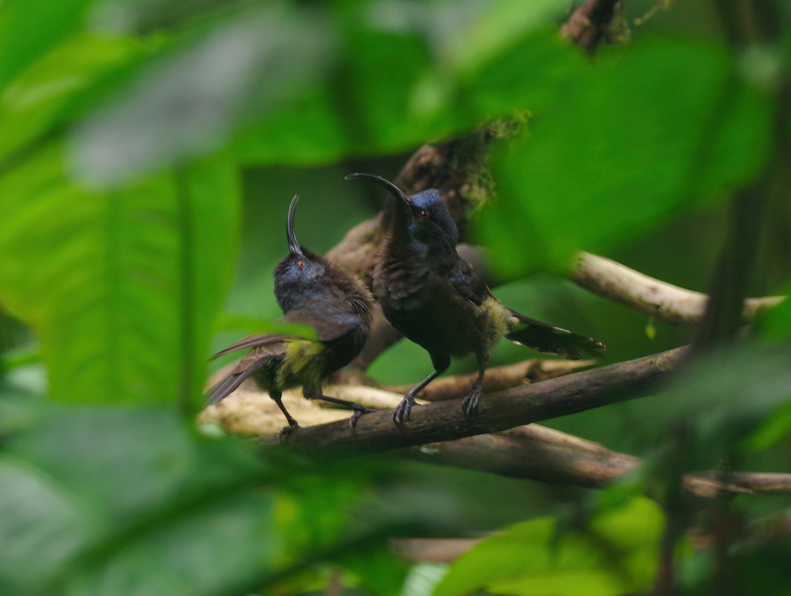 Giant sunbirds (Dreptes thomensis) courtship Monte Carmo, S&atilde;o Tom&eacute;. Jan 5, 2018 Dreptes thomensis,Geotagged,Giant sunbird,S&atilde;o Tom&eacute; and Pr&iacute;ncipe,Winter