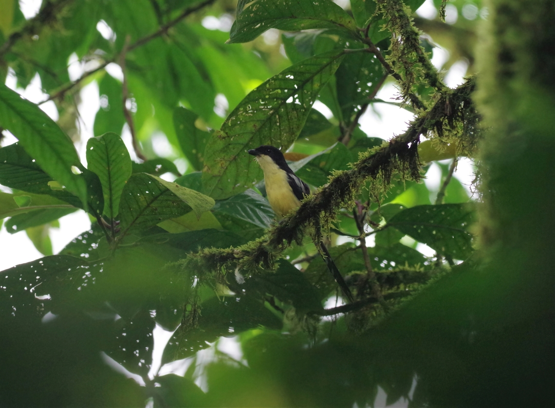 Newton's Fiscal (Lanius newtoni) Monte Carmo, S&atilde;o Tom&eacute;. Jan 5, 2018 Geotagged,Lanius newtoni,S&atilde;o Tom&eacute; and Pr&iacute;ncipe,S&atilde;o Tom&eacute; fiscal,Winter