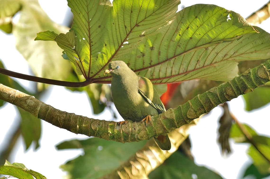 São Tomé green pigeon (Treron sanctithomae) Lagoa Amelia, S&atilde;o Tom&eacute;, STP. Jan 2, 2018 Geotagged,São Tomé and Príncipe,São Tomé green pigeon,Treron sanctithomae,Winter