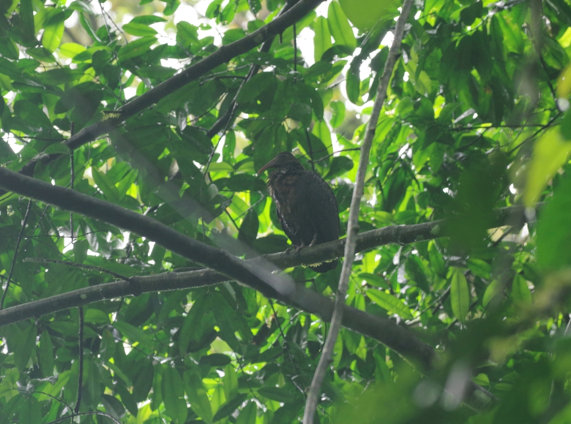 São Tomé ibis (Bostrychia bocagei) Monte Carmo, S&atilde;o Tom&eacute;, STP. Jan 4, 2018 Bostrychia bocagei,Geotagged,São Tomé and Príncipe,São Tomé ibis,Winter