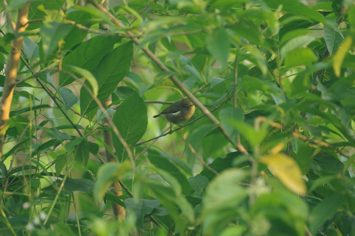 São Tomé White-Eye (Zosterops feae) Lagoa Amelia, S&atilde;o Tom&eacute;, STP. Jan 2, 2018 Geotagged,São Tomé and Príncipe,São Tomé white-eye,Winter,Zosterops feae