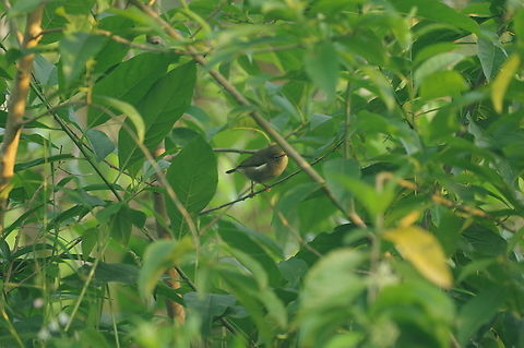 S&atilde;o Tom&eacute; White-Eye (Zosterops feae) Lagoa Amelia, S&atilde;o Tom&eacute;, STP. Jan 2, 2018 Geotagged,S&atilde;o Tom&eacute; and Pr&iacute;ncipe,S&atilde;o Tom&eacute; white-eye,Winter,Zosterops feae