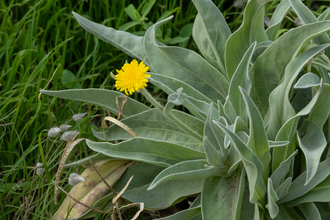 Andryala glandulosa (Asteraceae) Ponta de S&atilde;o Louren&ccedil;o, Madeira, Dec 30, 2021 Andryala glandulosa,Geotagged,Portugal,Winter