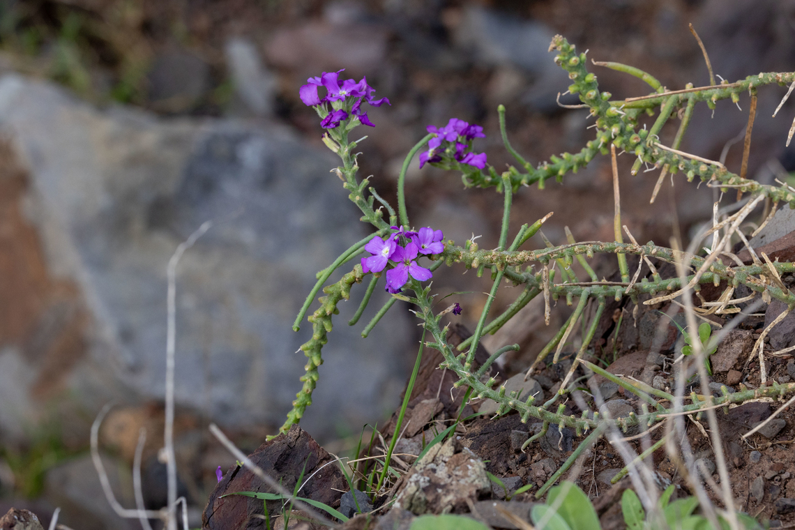 Matthiola maderensis (Brassicaceae) Ponta de S&atilde;o Louren&ccedil;o, Madeira. Dec 30, 2021 Geotagged,Matthiola maderensis,Portugal,Winter