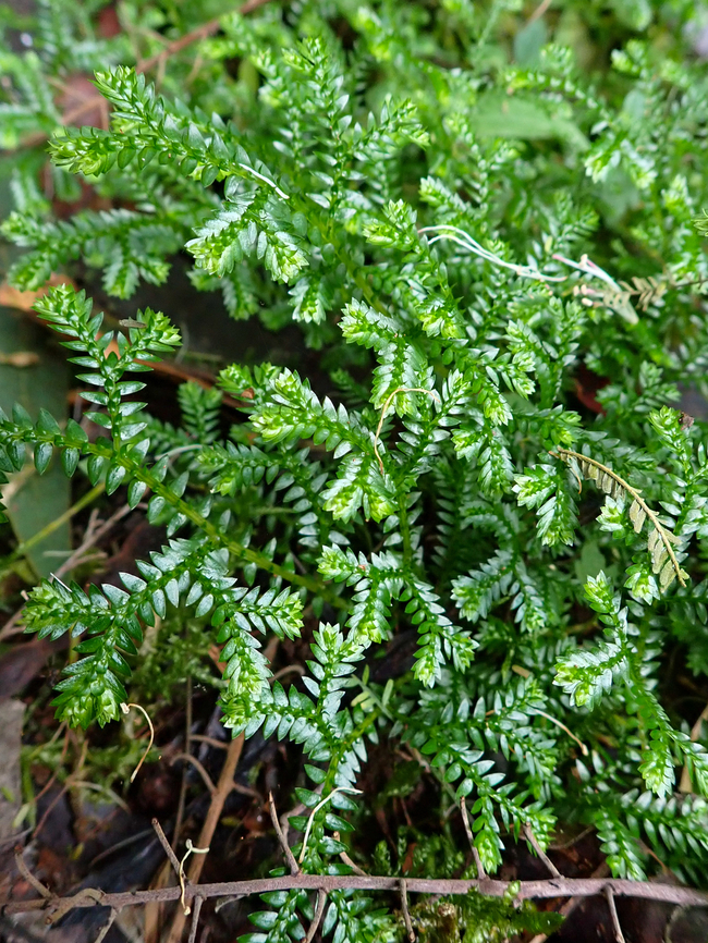 Selaginella kraussiana (Krauss's spikemoss) Santo Antonio da Serra, Madeira. Dec 30, 2021 Geotagged,Krauss's spikemoss,Portugal,Selaginella kraussiana,Winter