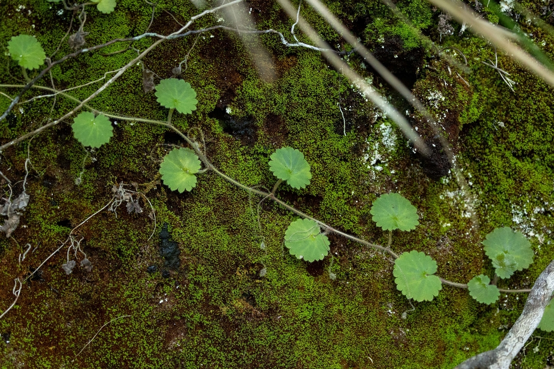 Sibthorpia peregrina (Plantaginaceae)) Levada dos balc&otilde;es, Madeira. Dec 31, 2021 Geotagged,Portugal,Sibthorpia peregrina,Winter