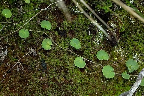 Sibthorpia peregrina
