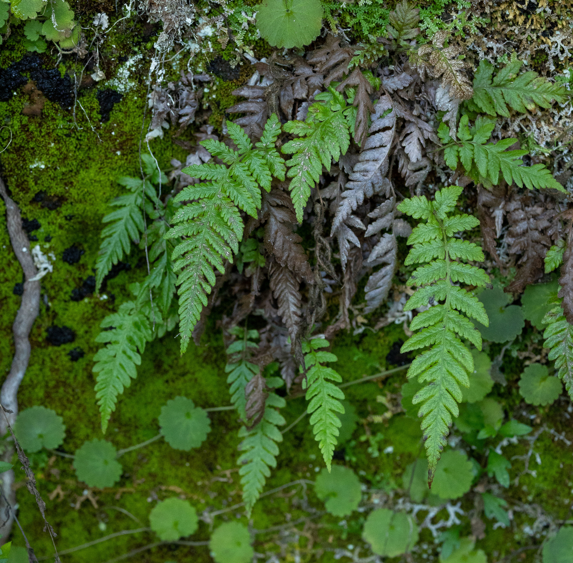 Leptogramma pozoi (Pozo's Marsh Fern) Ribeiro Frio, Madeira, Portugal. Dec 31, 2021 Geotagged,Leptogramma pozoi,Portugal,Pozo's Marsh Fern,Winter