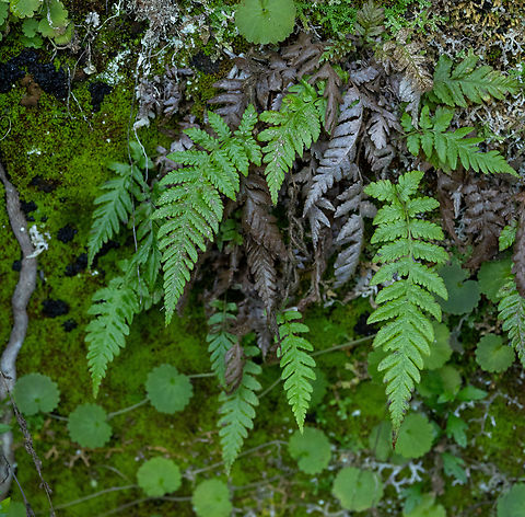 Leptogramma pozoi (Pozo's Marsh Fern) Ribeiro Frio, Madeira, Portugal. Dec 31, 2021 Geotagged,Leptogramma pozoi,Portugal,Pozo's Marsh Fern,Winter