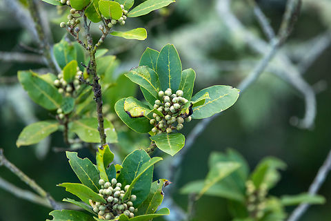 Laurus novocanariensis (Canary Laurel) Levada dos Balc&otilde;es, Madeira, Portugal. Dec 31, 2021 Geotagged,Laurus novocanariensis,Portugal,Winter