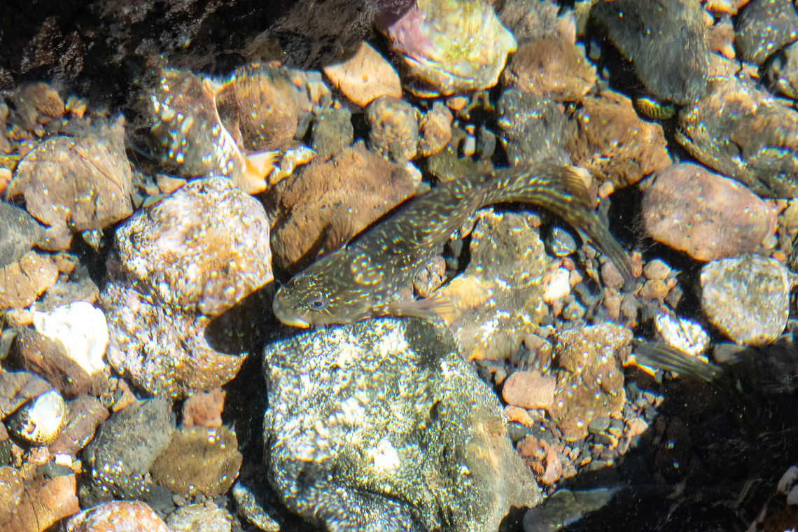 Rock-pool blenny (Parablennius parvicornis) Los Abrigos, Tenerife, Canary Islands. Oct 27, 2021 Fall,Geotagged,Parablennius parvicornis,Rock-pool blenny,Spain