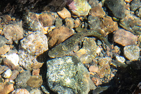 Rock-pool blenny (Parablennius parvicornis) Los Abrigos, Tenerife, Canary Islands. Oct 27, 2021 Fall,Geotagged,Parablennius parvicornis,Rock-pool blenny,Spain