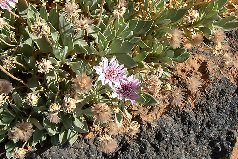 Rosalillo de cumbre (Pterocephalus lasiospermus) Minas de San Jos&eacute;, Tenerife, Canary Islands. Oct 27, 2021 Fall,Geotagged,Pterocephalus lasiospermus,Rosalillo de cumbre,Spain