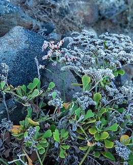 Limonium pectinatum (Plantaginaceae) Playa de Benijo, Tenerife, Canary Islands. Oct 29, 2021 Fall,Geotagged,Limonium pectinatum,Spain