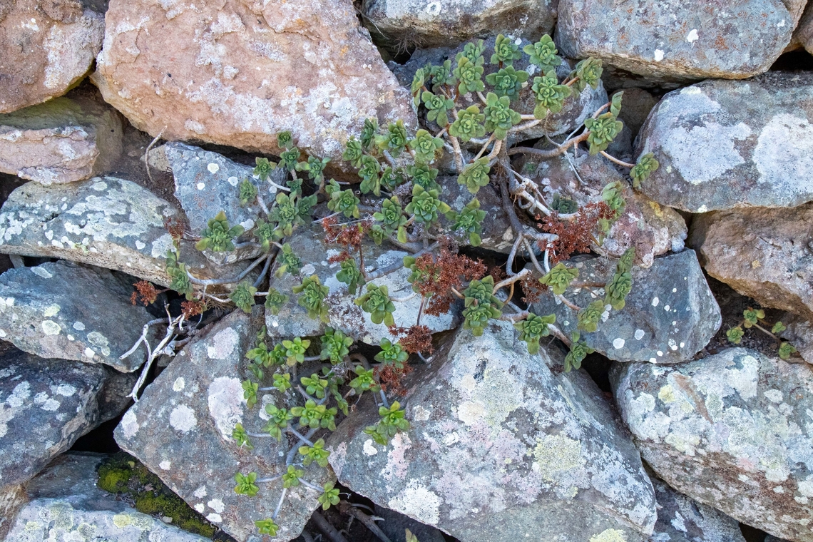 Aeonium lindleyi (Crassulaceae) El Draguillo, Tenerife, Canary Islands. Oct 29, 2021 Aeonium lindleyi,Fall,Geotagged,Spain