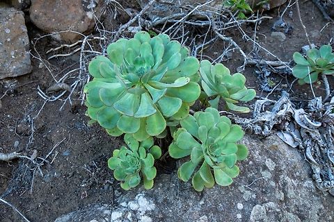 Aeonium ciliatum (Crassulaceae) El Draguillo, Tenerife, Canary Islands. Oct 29, 2021 Aeonium ciliatum,Fall,Geotagged,Spain