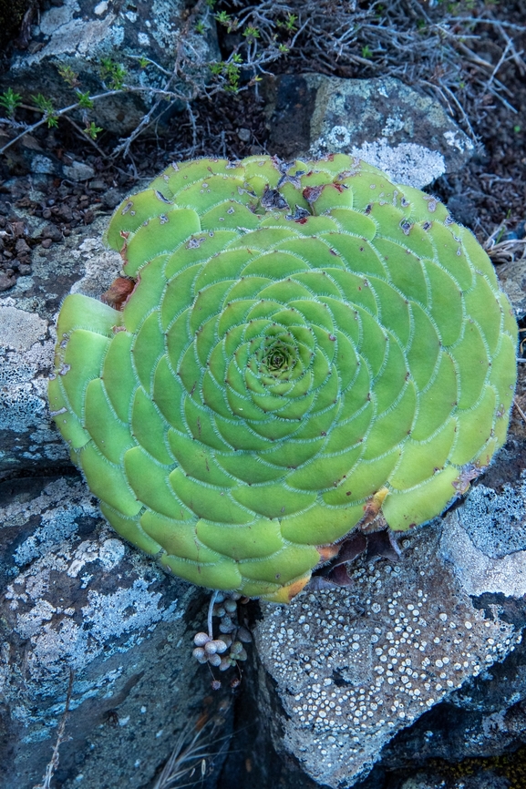 Aoenium tabuliforme (Crassulaceae) El Draguillo, Tenerife, Canary Islands. Oct 29, 2021 Aeonium tabuliforme,Fall,Geotagged,Saucer Plant,Spain