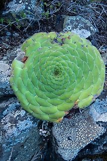 Aoenium tabuliforme (Crassulaceae) El Draguillo, Tenerife, Canary Islands. Oct 29, 2021 Aeonium tabuliforme,Fall,Geotagged,Saucer Plant,Spain