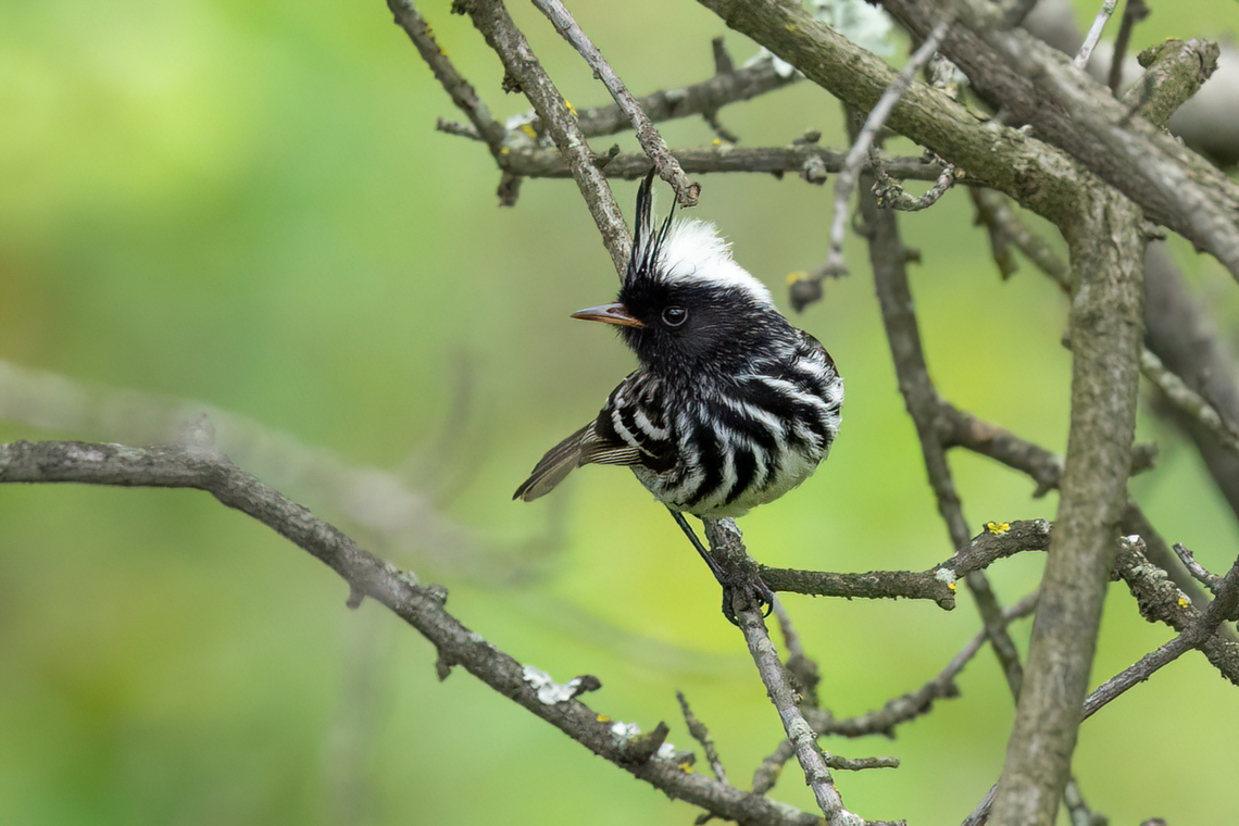 Pied-crested Tit-Tyrant (Anairetes reguloides) - male San Jer&oacute;nimo de Surco, Lima, Peru. Mar 13, 2022 Anairetes reguloides,Geotagged,Peru,Pied-crested tit-tyrant,Summer
