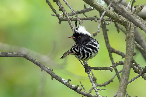 Pied-crested Tit-Tyrant (Anairetes reguloides) - male San Jer&oacute;nimo de Surco, Lima, Peru. Mar 13, 2022 Anairetes reguloides,Geotagged,Peru,Pied-crested tit-tyrant,Summer