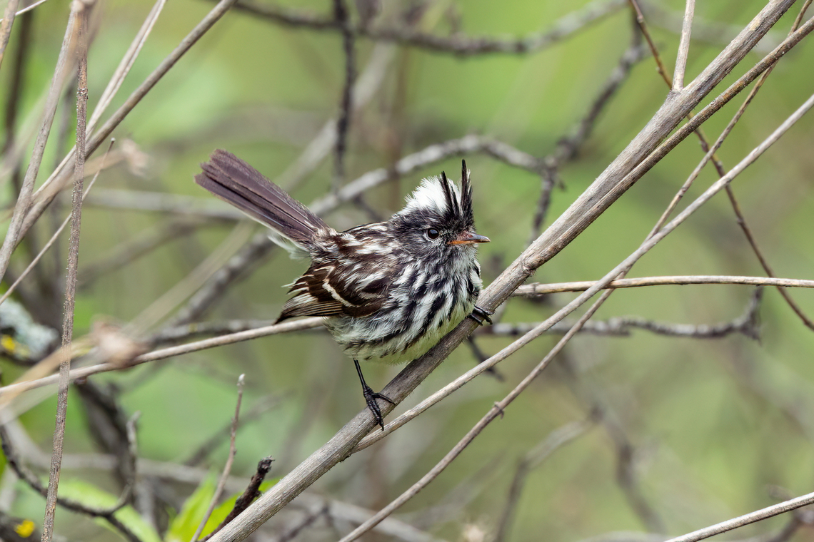 Pied-crested Tit-Tyrant (Anairetes reguloides) - female San Jer&oacute;nimo de Surco, Lima, Peru. Mar 13, 2022 Anairetes reguloides,Geotagged,Peru,Pied-crested tit-tyrant,Summer