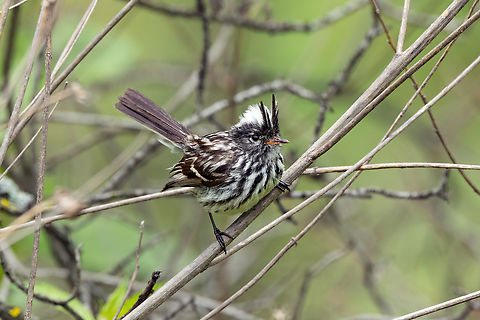 Pied-crested Tit-Tyrant (Anairetes reguloides) - female San Jerónimo de Surco, Lima, Peru. Mar 13, 2022 Anairetes reguloides,Geotagged,Peru,Pied-crested tit-tyrant,Summer