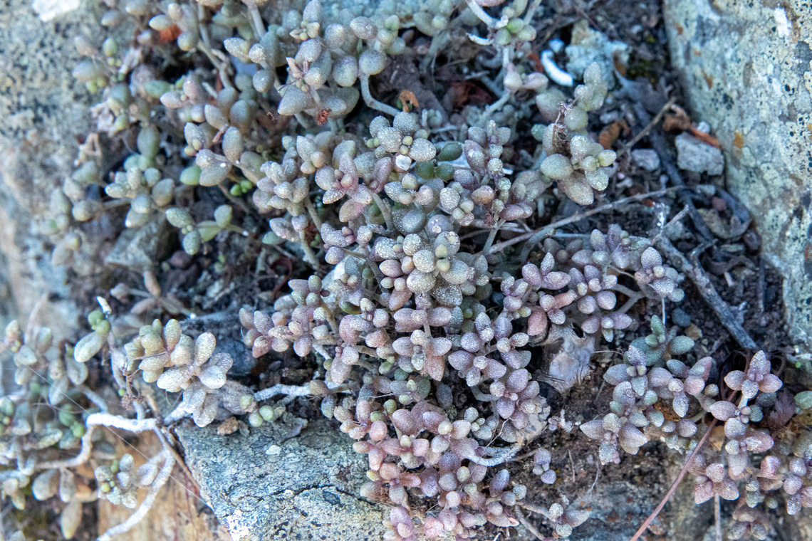 Monanthes laxiflora (Crassulaceae) El Draguillo, Tenerife, Canary Islands. Oct 29, 2021 Fall,Geotagged,Monanthes laxiflora,Spain