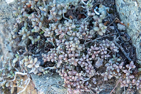 Monanthes laxiflora (Crassulaceae) El Draguillo, Tenerife, Canary Islands. Oct 29, 2021 Fall,Geotagged,Monanthes laxiflora,Spain