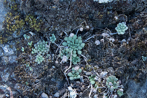 Monanthes brachycaulos