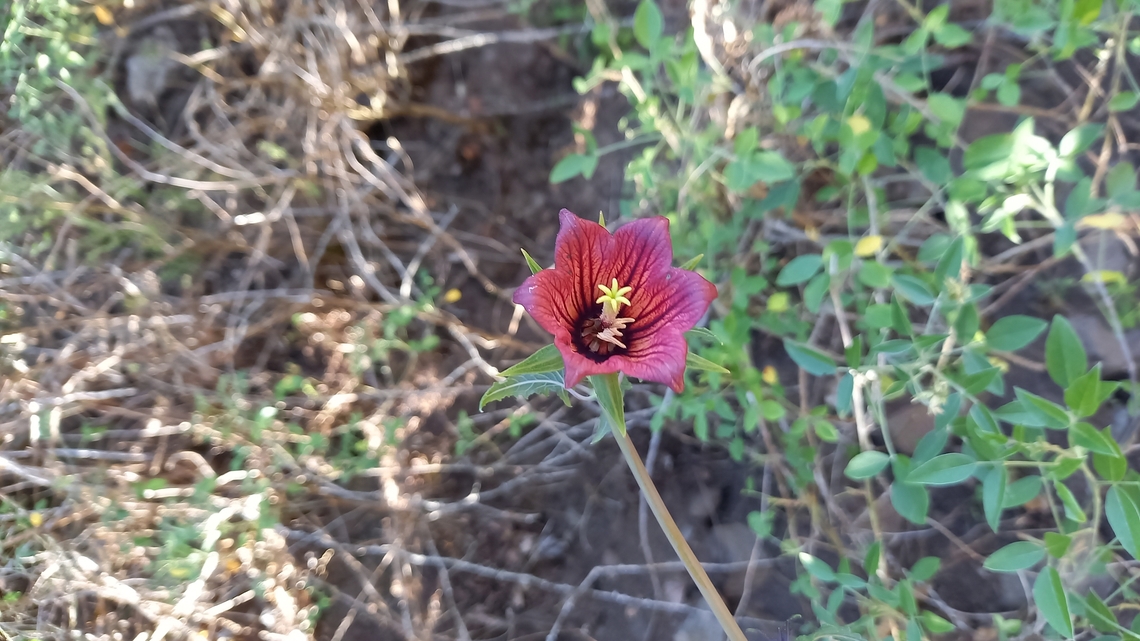 Canary Bellflower (Canarina canariensis) Afur, Tenerife, Canary Islands. Oct 30, 2021 Canarina canariensis,Fall,Geotagged,Spain