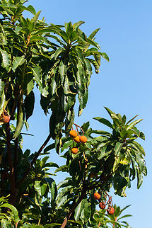 Canary Madrone (Arbutus canariensis) Monte del Agua, Tenerife, Canary Islands. Nov 2, 2021 Arbutus canariensis,Fall,Geotagged,Spain