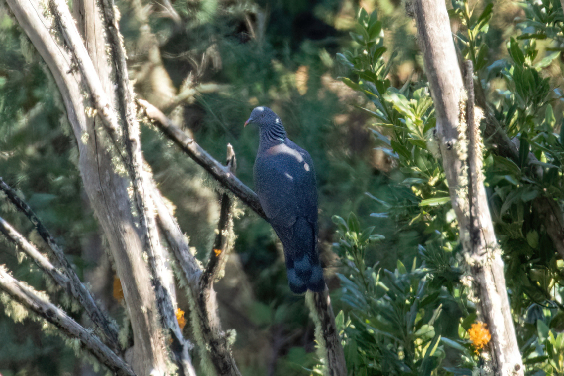 Bolle's pigeon (Columba bollii) Monte del Agua, Tenerife, Canary Islands. Nov 2, 2021 Bolles pigeon,Columba bollii,Fall,Geotagged,Spain