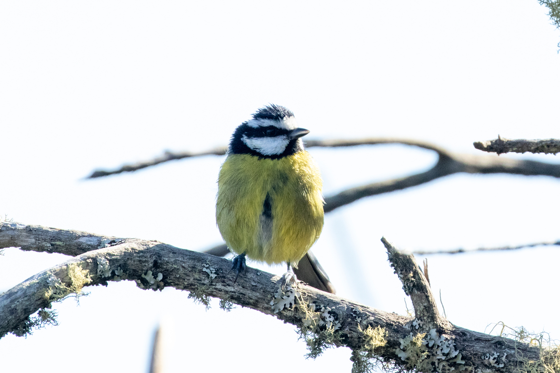 Tenerife Blue Tit (Cyanistes teneriffae teneriffae) Monte del Agua, Tenerife, Canary Islands. Nov 2, 2021 Cyanistes teneriffae teneriffae,Fall,Geotagged,Spain,Tenerife Blue Tit
