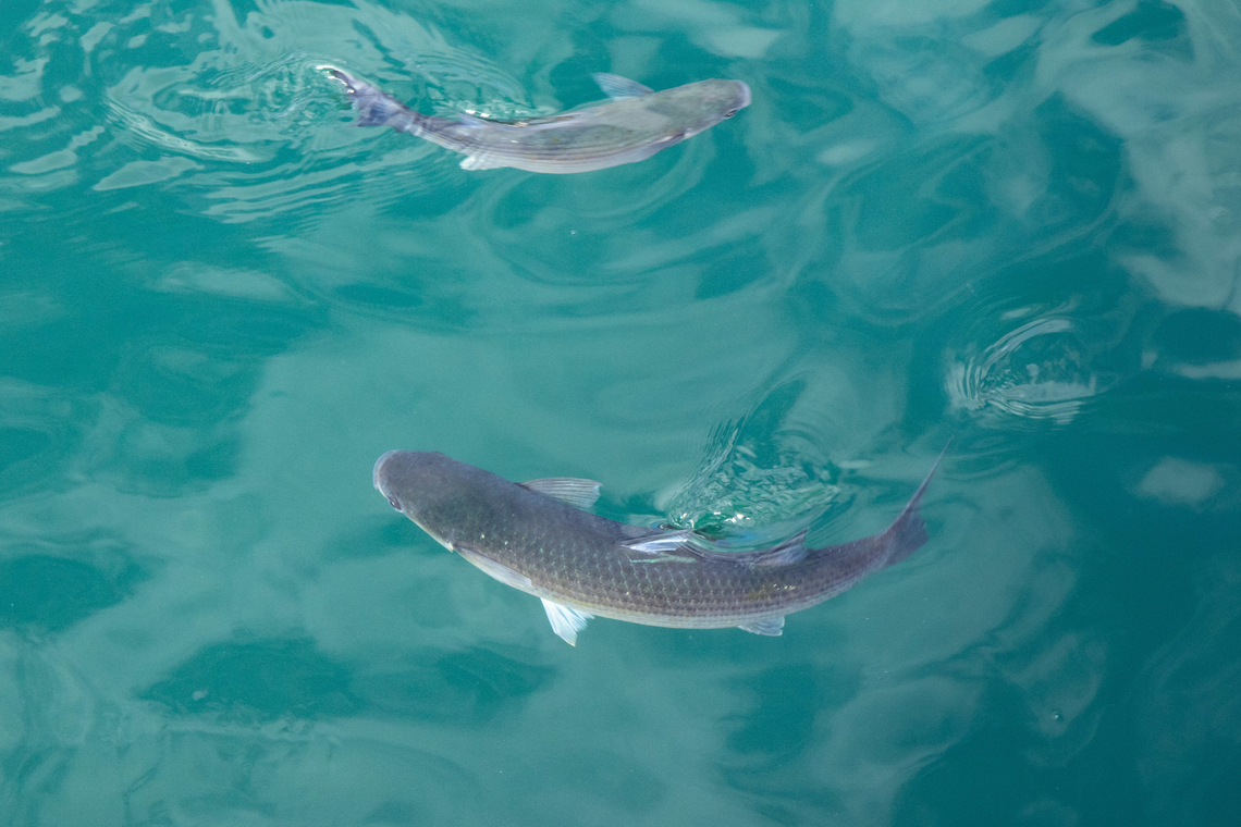 Thicklip grey mullet (Chelon labrosus) Puerto de los Gigantes, Tenerife, Canary Islands. Nov 6, 2021 Chelon labrosus,Fall,Geotagged,Spain,Thicklip grey mullet