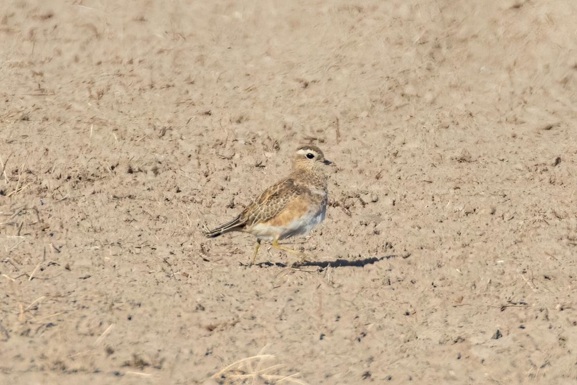 Eurasian dotterel (Charadrius morinellus) Saladas de Bujaraloz, Aragon, Spain. Nov 10, 2021 Charadrius morinellus,Eurasian dotterel,Fall,Geotagged,Spain