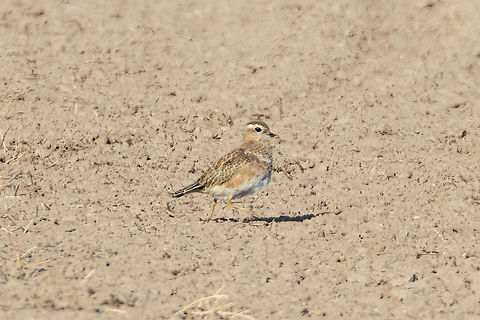 Eurasian dotterel (Charadrius morinellus) Saladas de Bujaraloz, Aragon, Spain. Nov 10, 2021 Charadrius morinellus,Eurasian dotterel,Fall,Geotagged,Spain
