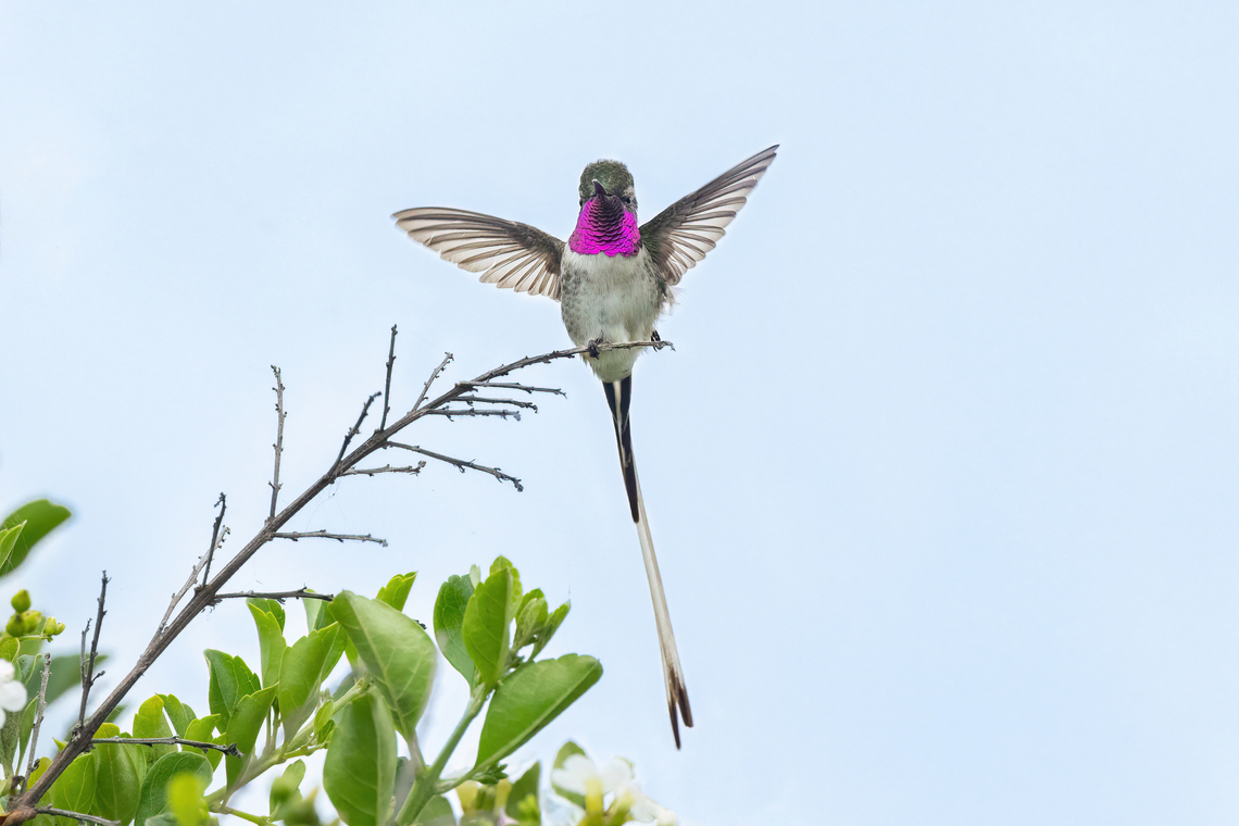 Peruvian sheartail (Thaumastura cora) Miraflores, Lima, Peru. Mar 12, 2022 Geotagged,Peru,Peruvian sheartail,Summer,Thaumastura cora