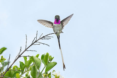 Peruvian sheartail (Thaumastura cora) Miraflores, Lima, Peru. Mar 12, 2022 Geotagged,Peru,Peruvian sheartail,Summer,Thaumastura cora