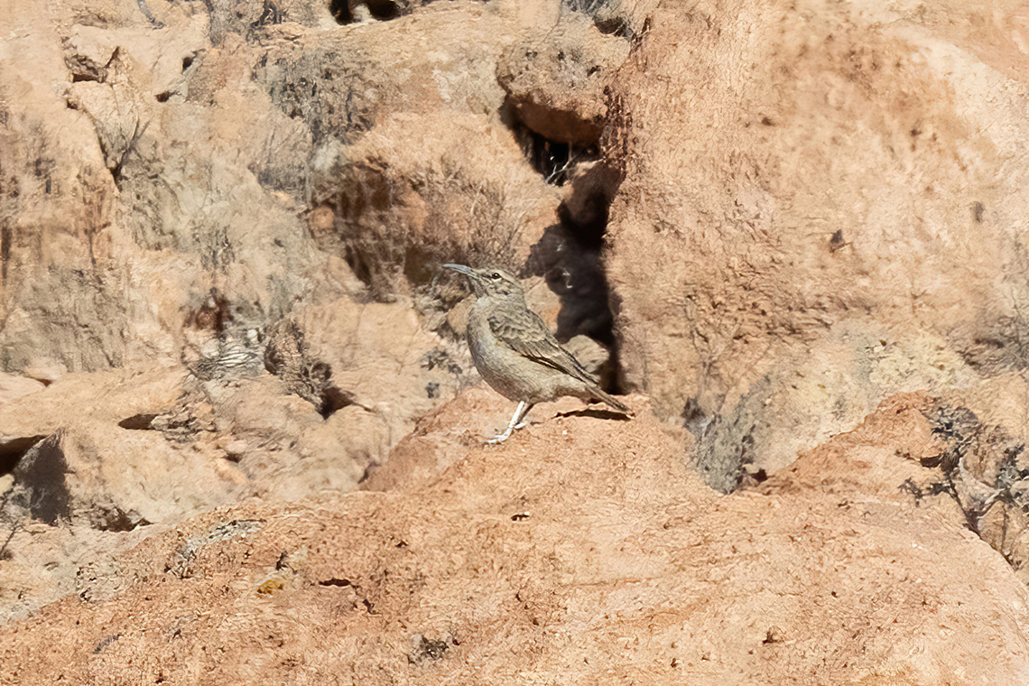 Thick-billed miner (Geositta crassirostris) Yura, Arequipa, Peru. Mar 31, 2022 Fall,Geositta crassirostris,Geotagged,Peru,Thick-billed miner