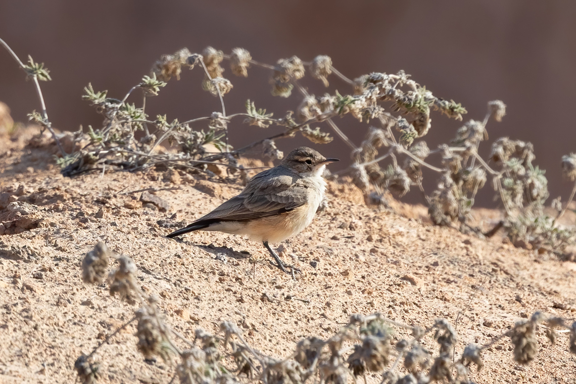 Greyish miner (Geositta maritima) Yura, Arequipa, Peru. Mar 31, 2022 Fall,Geositta maritima,Geotagged,Greyish miner,Peru